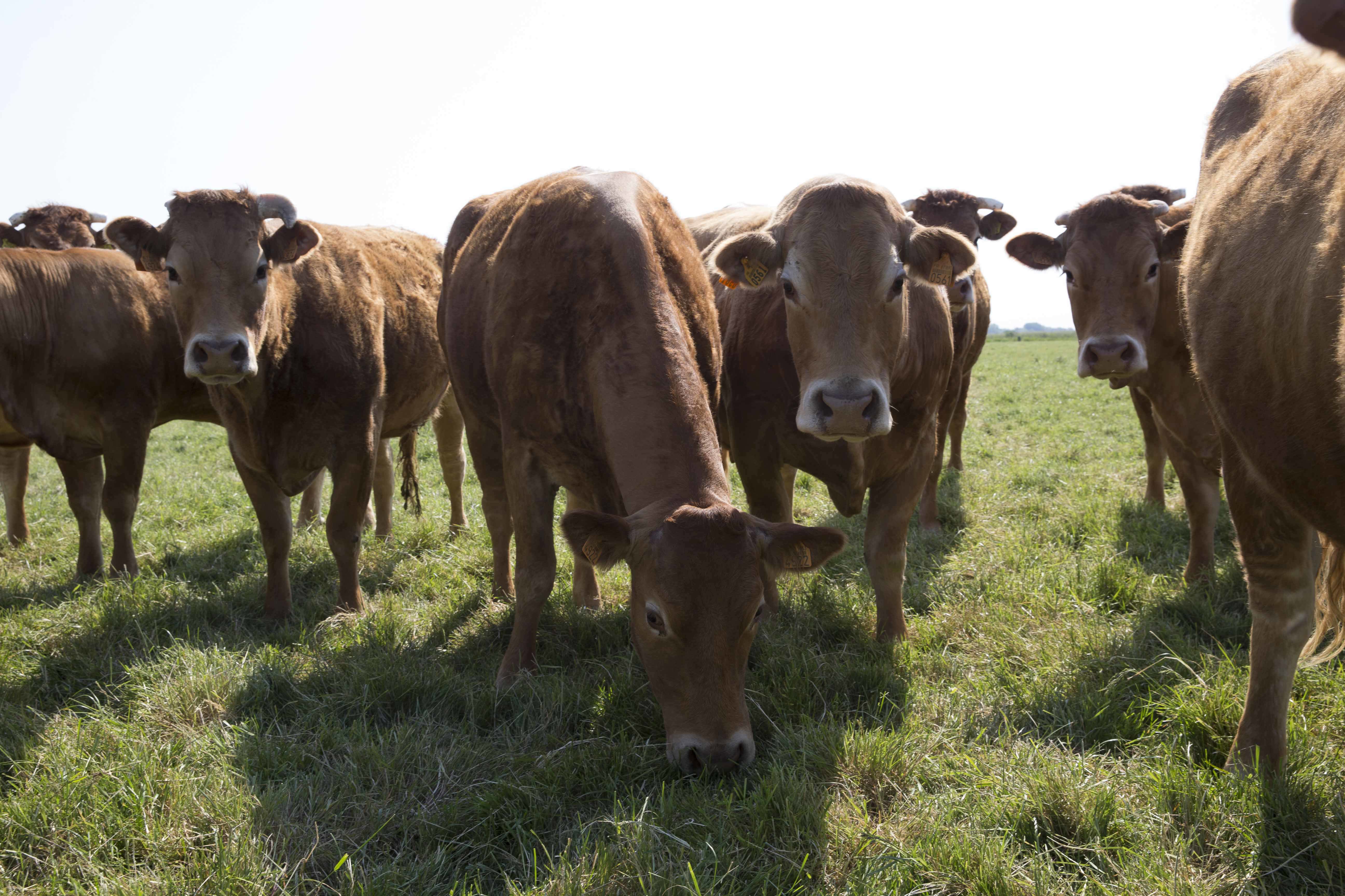 Belgocatering en Meatier, gedeeld vakmanschap van veld tot vork 